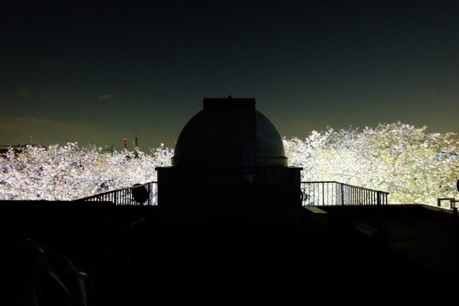 夜桜と天文台